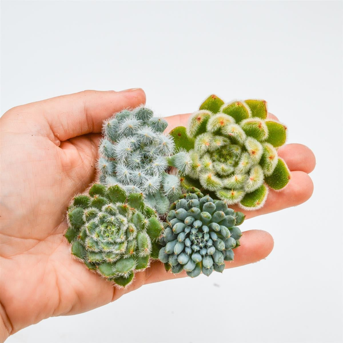 Set: Echeveria setosa