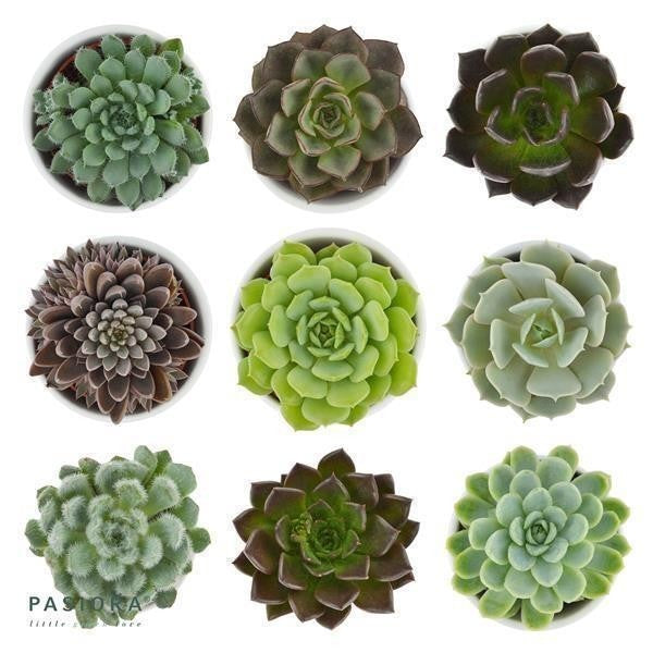 Enchanté Echeveria, 3 pieces