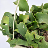 Epiphyllum guatemalense f. monstrosa - 15cm Hanging Basket