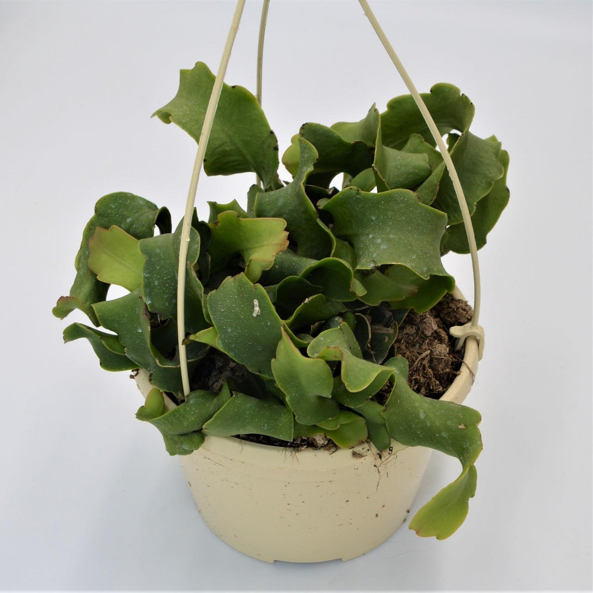 Epiphyllum guatemalense f. monstrosa - 15cm Hanging Basket