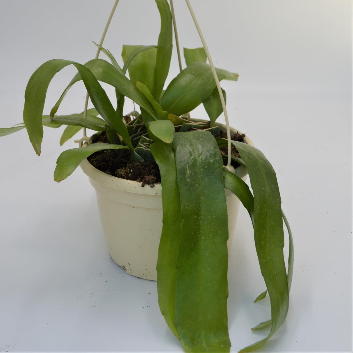 Epiphyllum pumillum - 15cm Hanging Basket