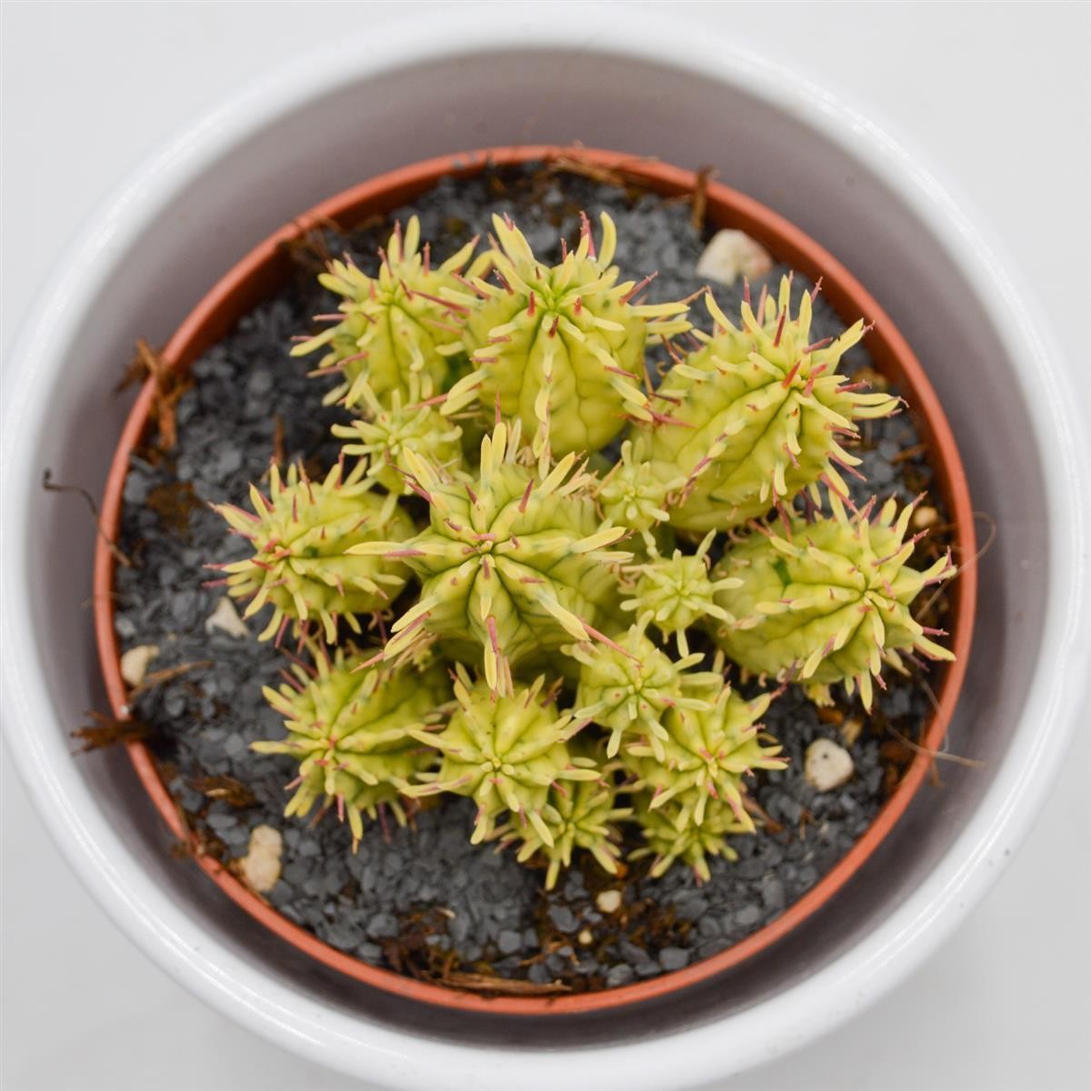 Euphorbia aggregata f. variegata - 8.5cm