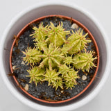 Euphorbia aggregata f. variegata - 8.5cm