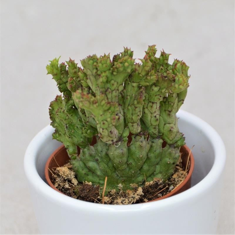 Euphorbia enopla f. cristata Coral - 5.5cm