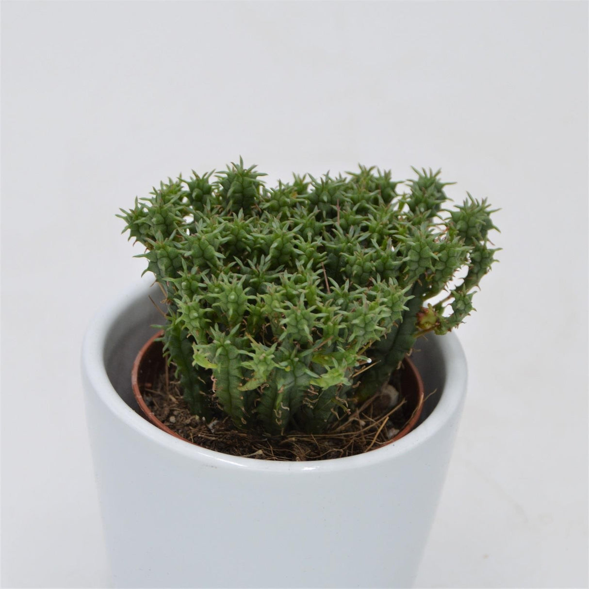 Euphorbia cristata - 5.5cm