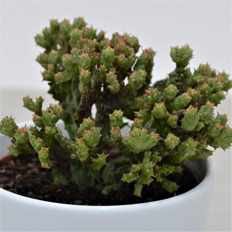 Euphorbia enopla f. cristata Coral - 10.5cm