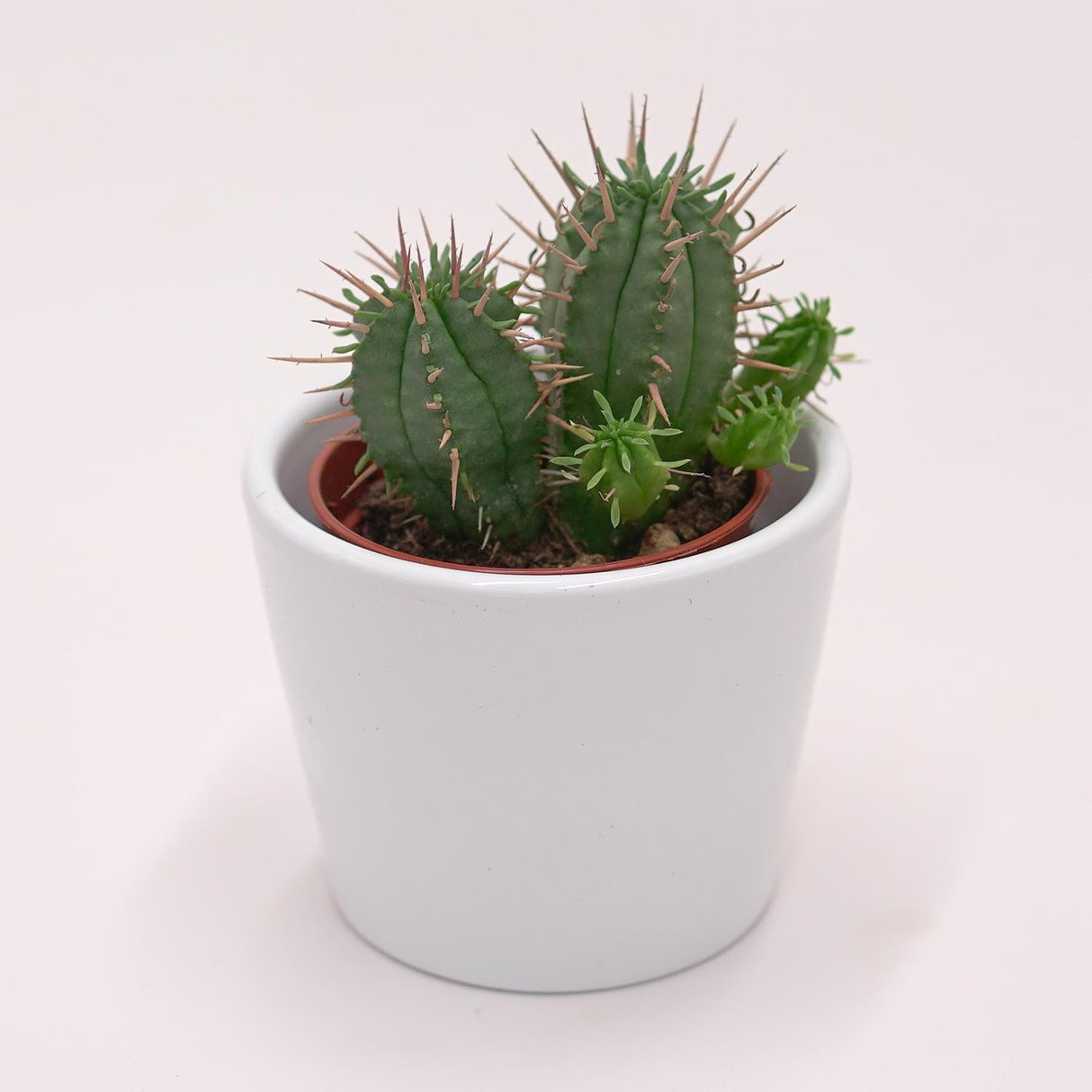 Euphorbia ferox - 5.5cm