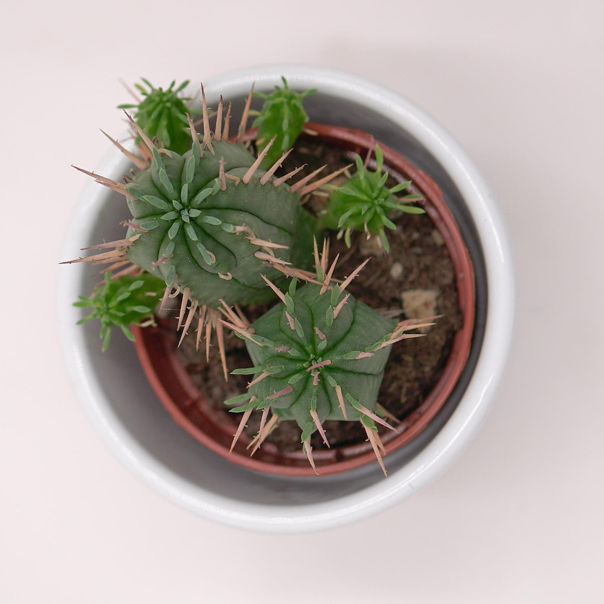 Euphorbia ferox - 5.5cm