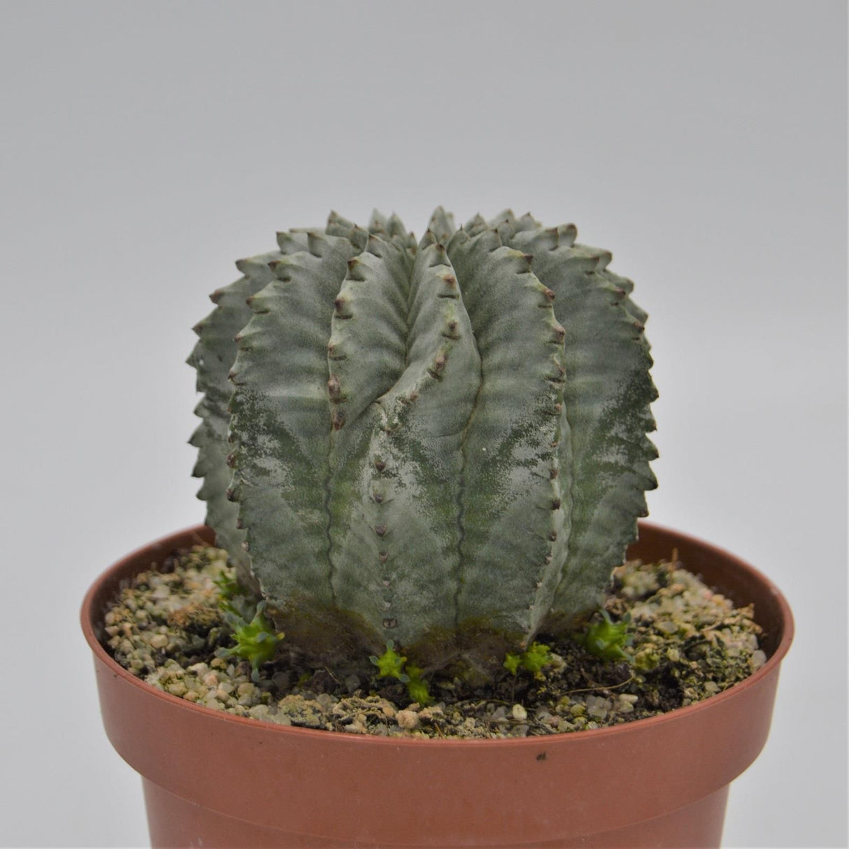 Euphorbia horrida var. striata alba - 13cm