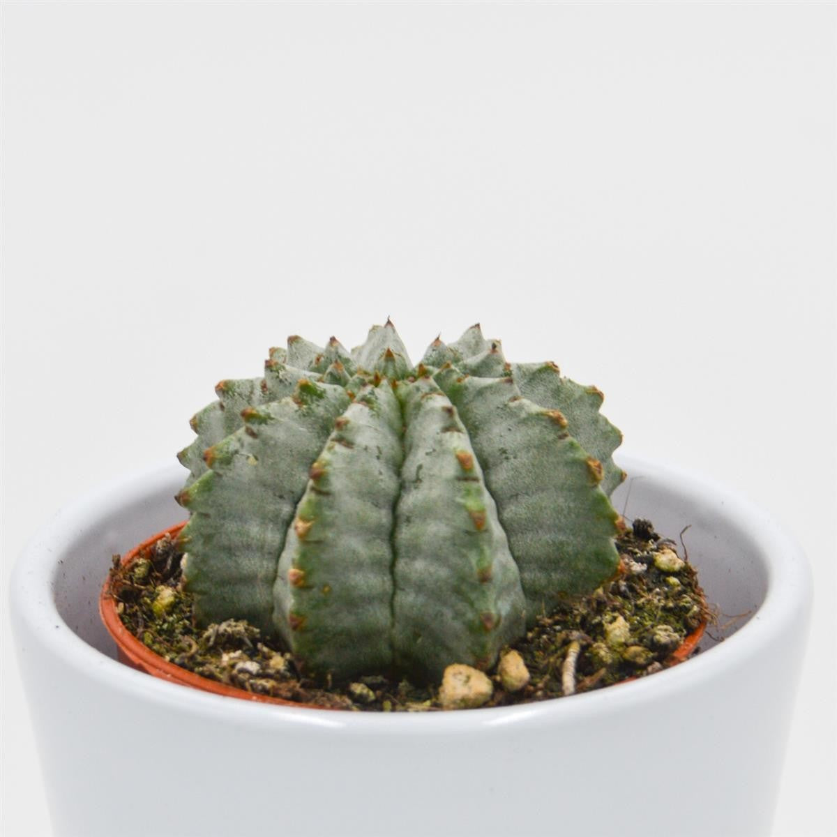 Euphorbia horrida v. striata alba - 5.5cm