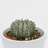 Euphorbia horrida v. striata alba - 5.5cm
