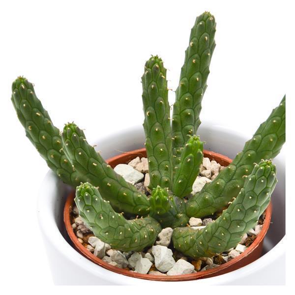 Euphorbia inermis - 5.5cm