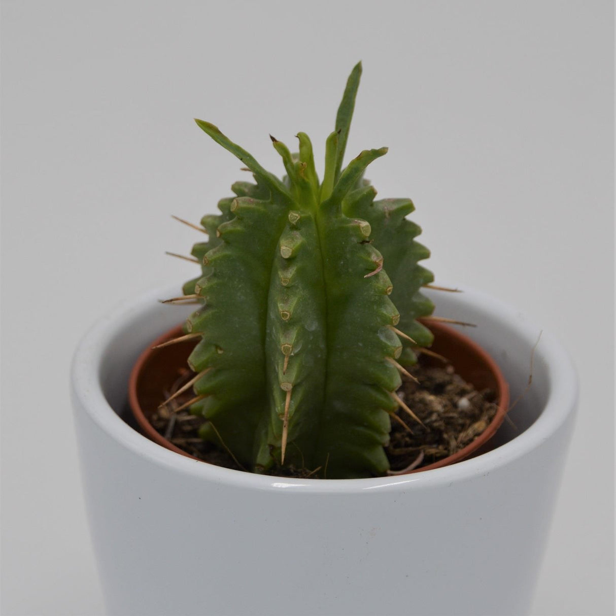 Euphorbia japonica - 5.5cm