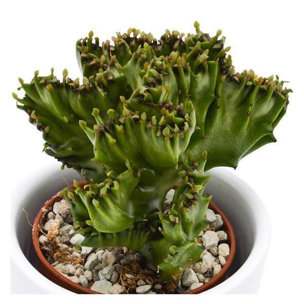 Euphorbia lactea f. cristata - 5,5cm