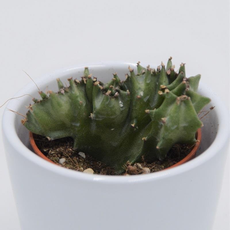 Euphorbia lactea f. cristata - 5.5cm