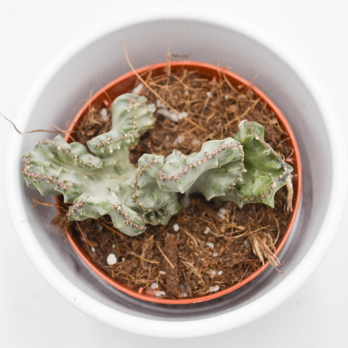 Euphorbia lactea f. variegata cristata