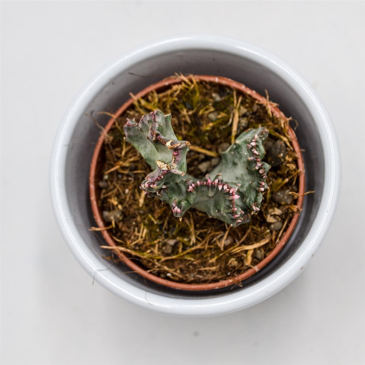 Euphorbia lactea f. variegata cristata - 5.5cm