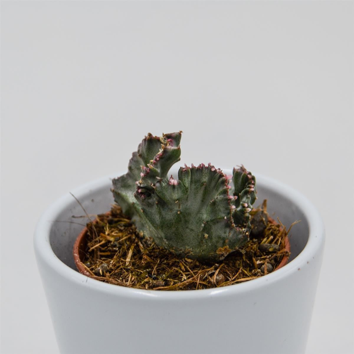 Euphorbia lactea f. variegata cristata - 5.5cm