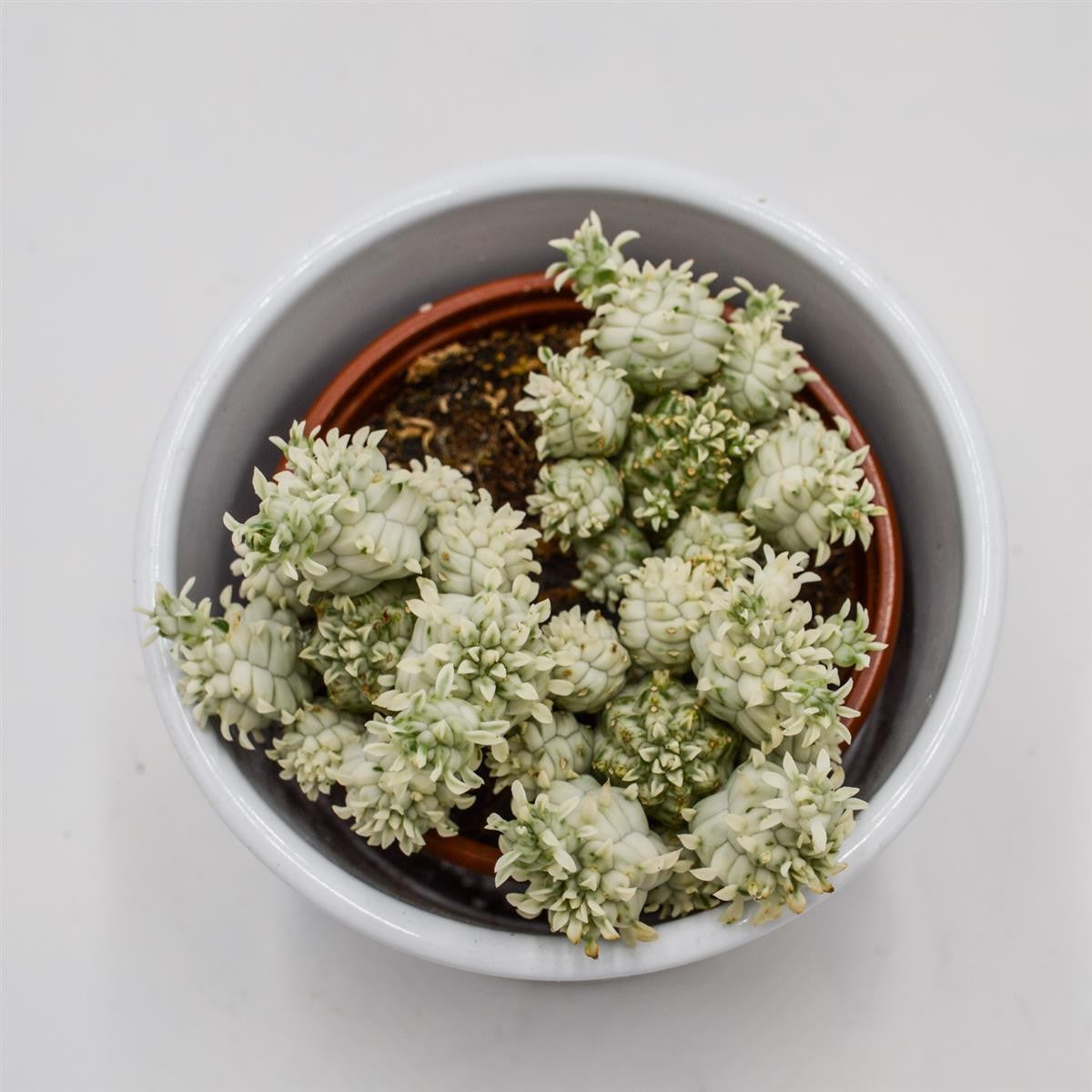 Euphorbia mammillaris f. variegata - 8.5cm