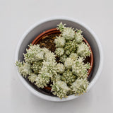 Euphorbia mammillaris f. variegata - 8.5cm