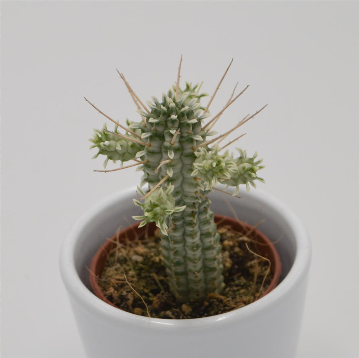 Euphorbia mammillaris f. variegata - 5.5cm