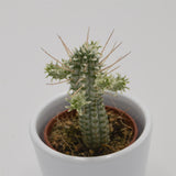 Euphorbia mammillaris f. variegata - 5.5cm