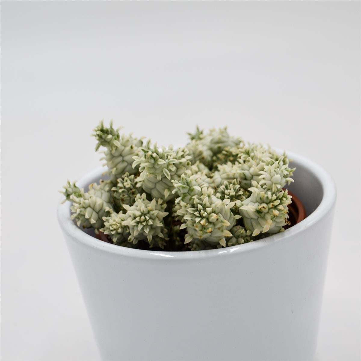 Euphorbia mammillaris f. variegata - 8.5cm