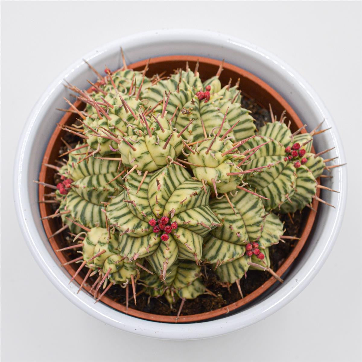 Euphorbia meloformis f. variegata - 10.5cm