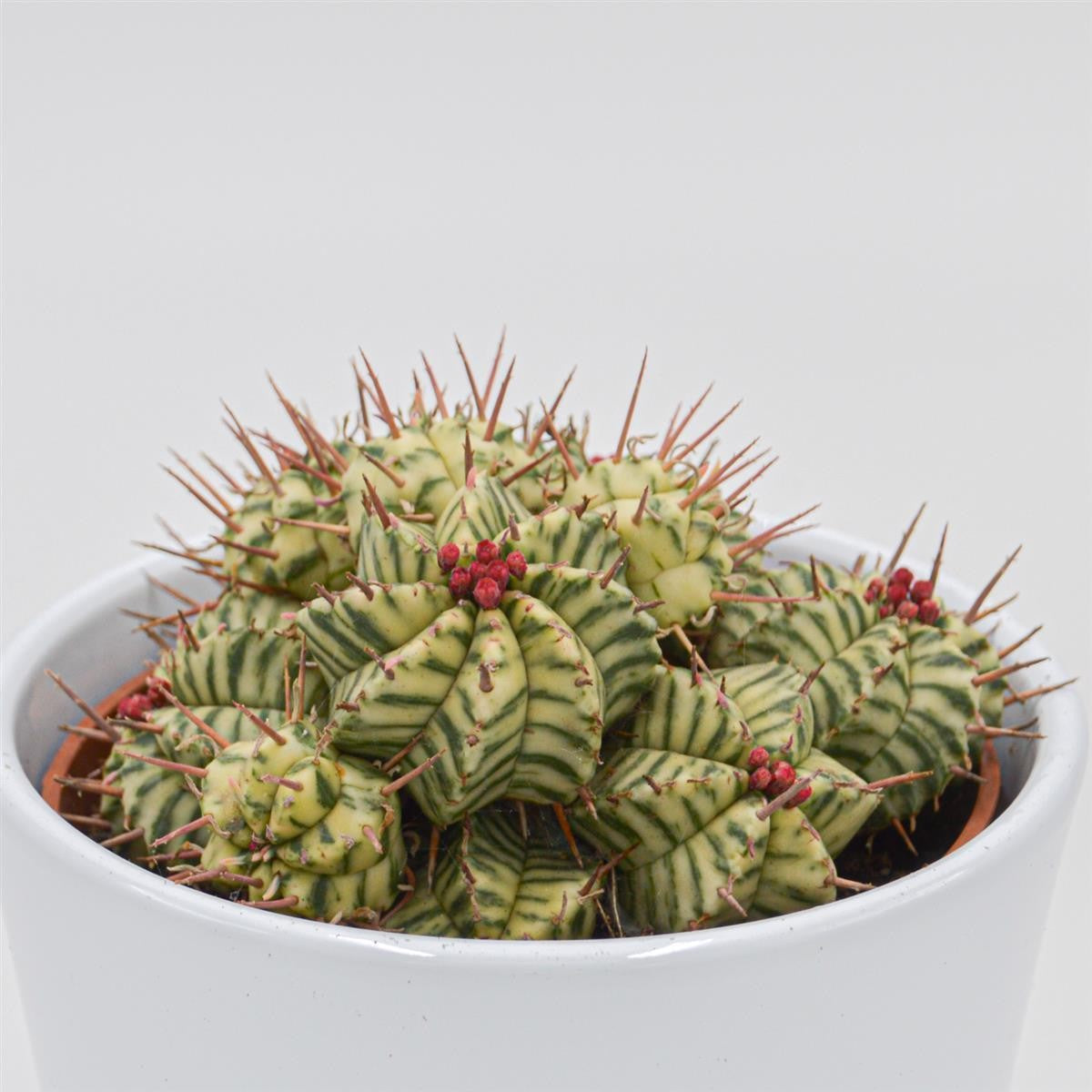 Euphorbia meloformis f. variegata - 10.5cm