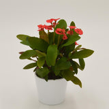 Euphorbia milii Eos (red) - 6cm