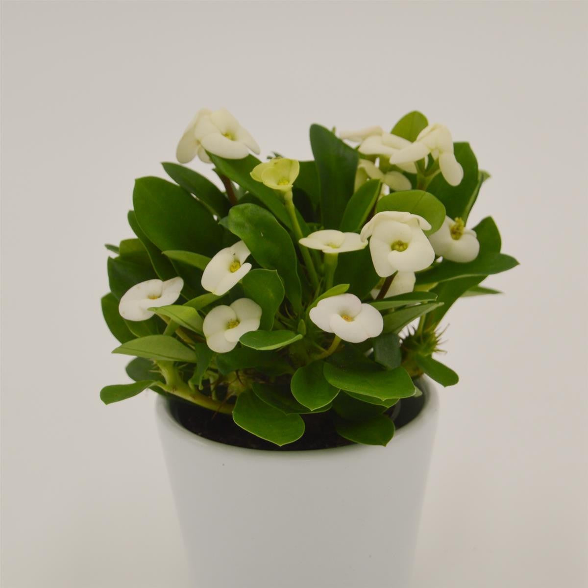 Euphorbia milii Hector (white) - 6cm
