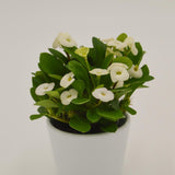 Euphorbia milii Hector (white) - 6cm