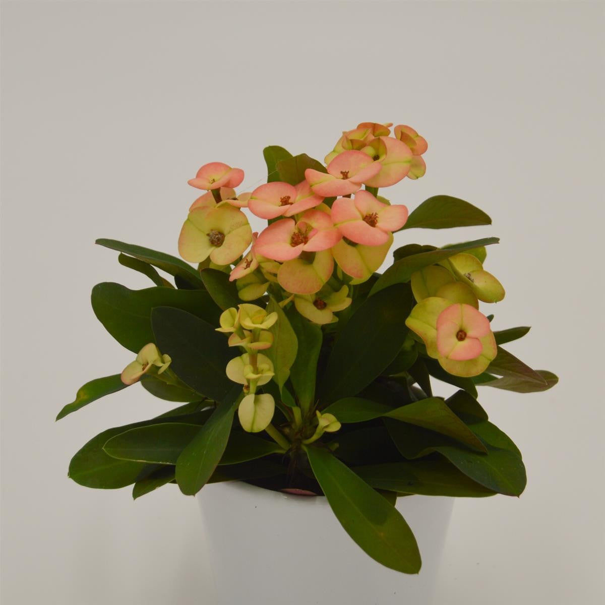 Euphorbia milii Hera (yellow/orange) - 6cm