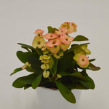 Euphorbia milii Hera (yellow/orange) - 6cm