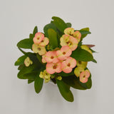 Euphorbia milii Hera (yellow/orange) - 6cm
