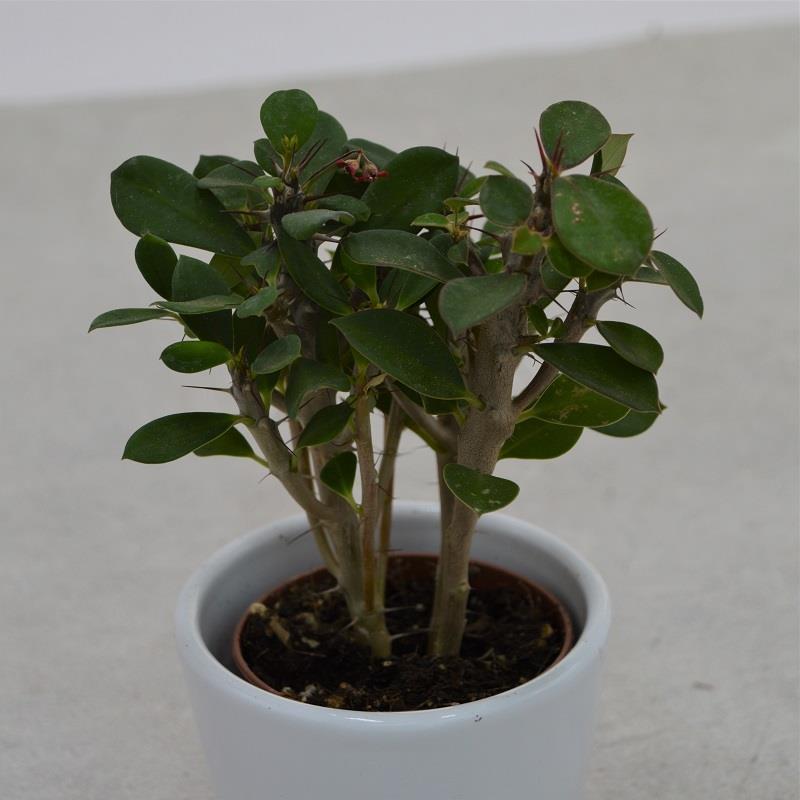 Euphorbia milii - 5.5cm