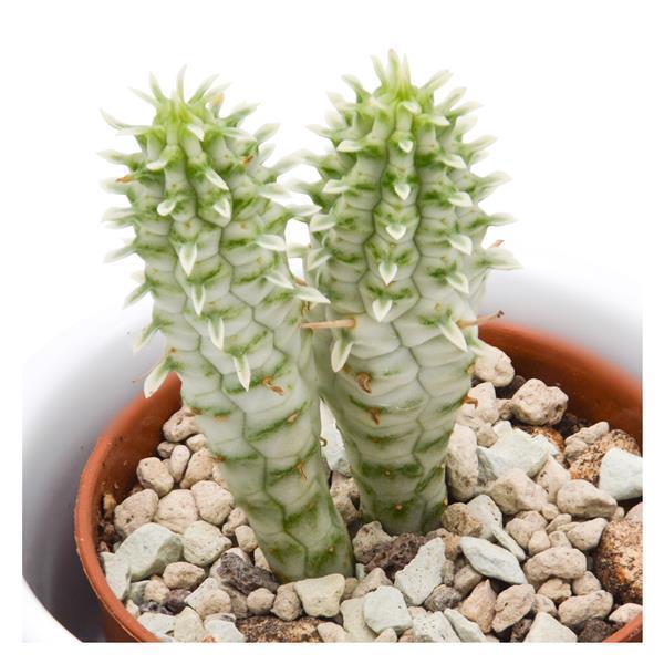 Euphorbia mammillaris f. variegata - 5.5cm