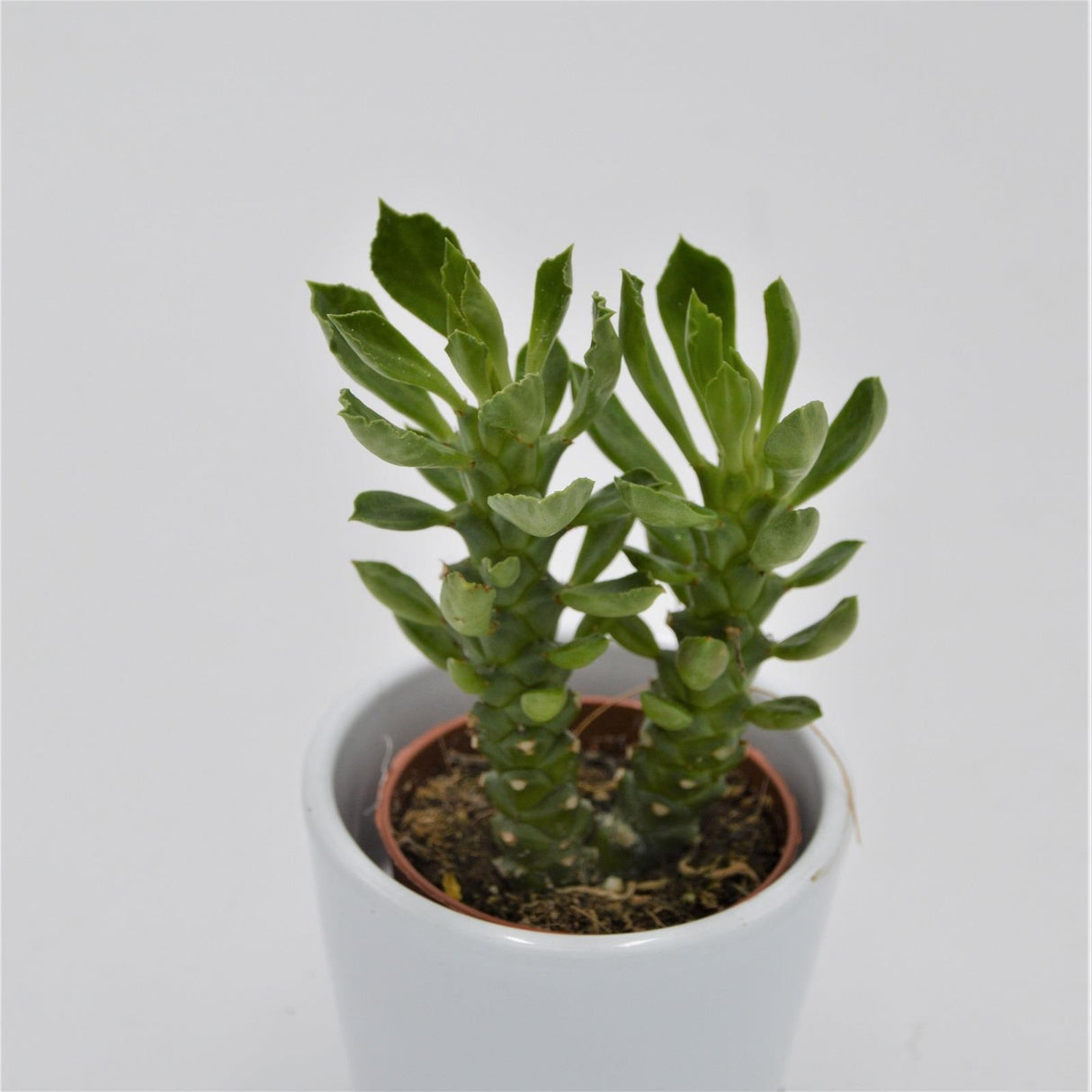Euphorbia neostapelioides - 5.5cm
