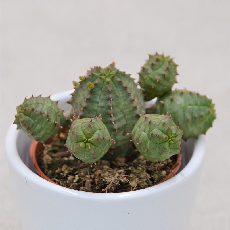 Euphorbia obesa Monstrosa - 5.5cm