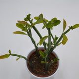 Euphorbia phosphorea - 10,5cm
