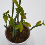Euphorbia phosphorea - 10,5cm