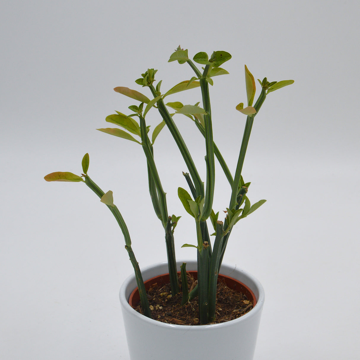 Euphorbia phosphorea - 10,5cm