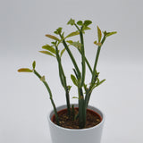 Euphorbia phosphorea - 10,5cm