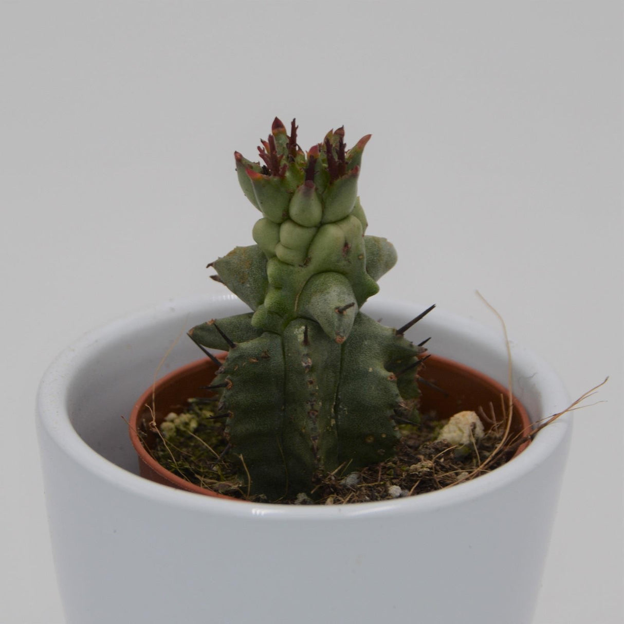 Euphorbia poligona f. monstruosa - 5.5cm
