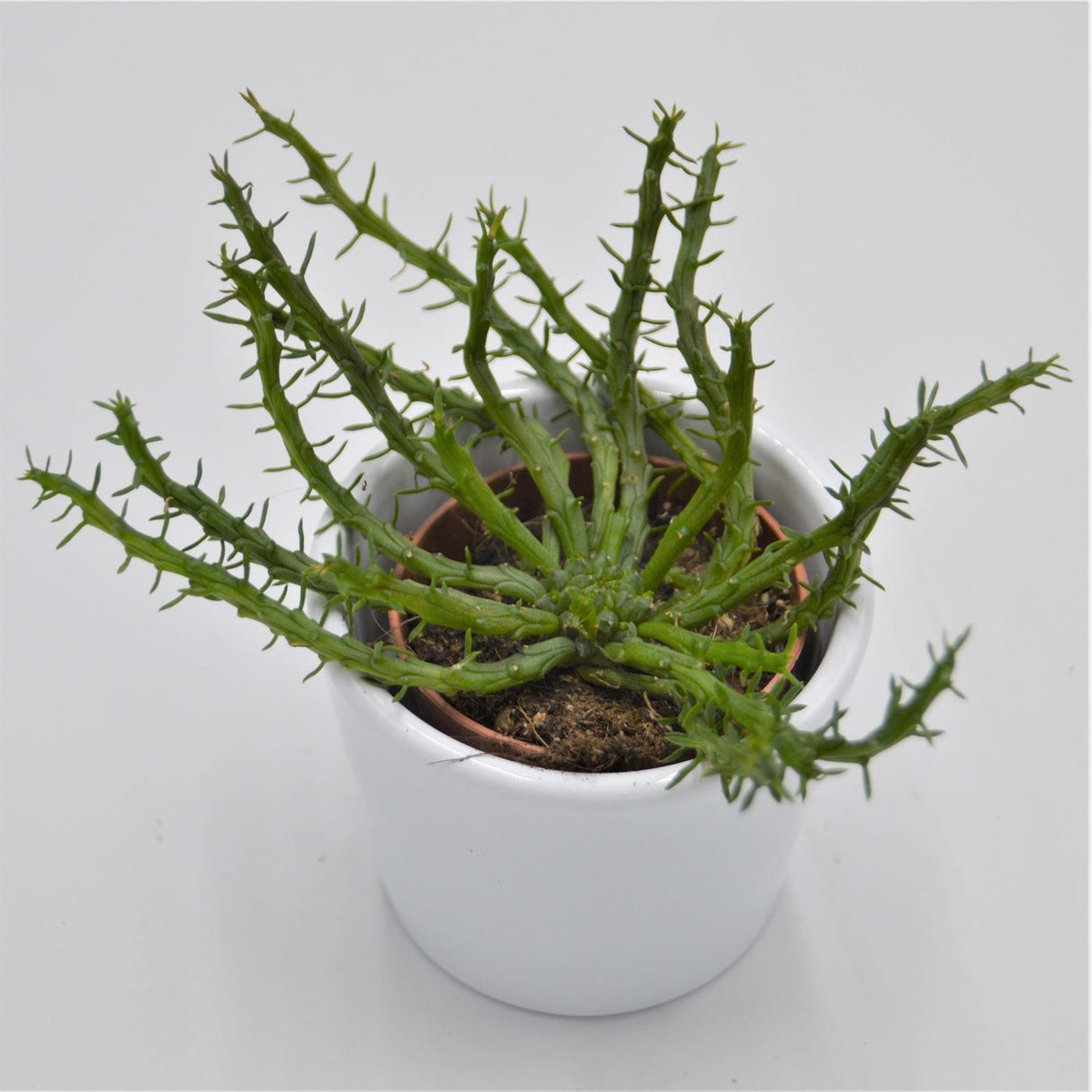 Euphorbia pugniformis - 5.5cm