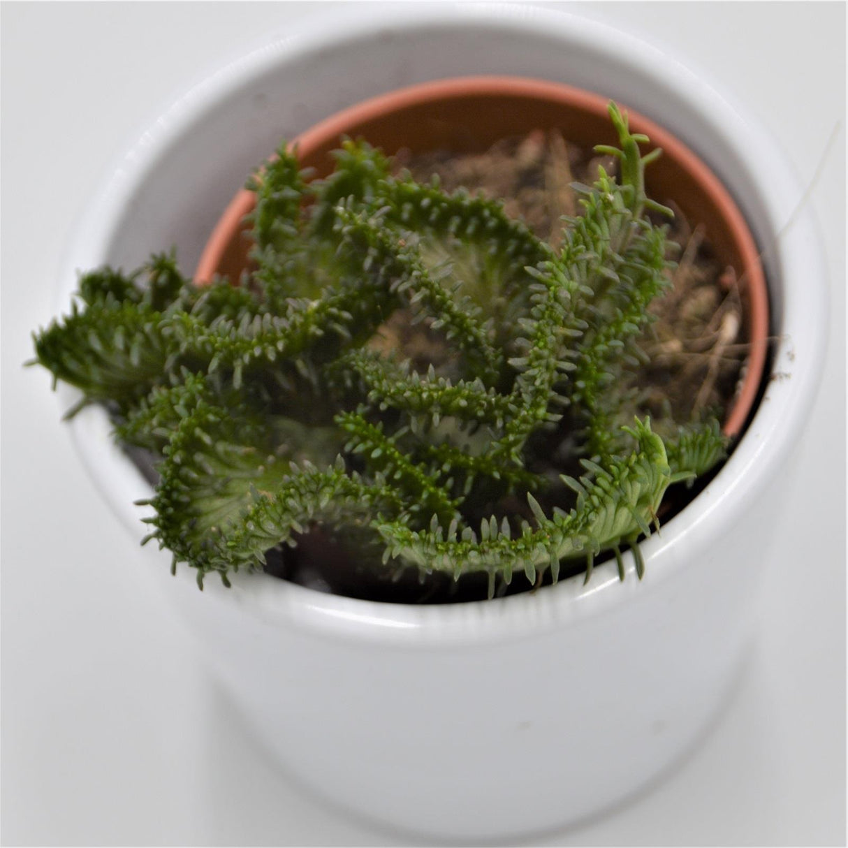 Euphorbia pugniformis f. cristata - 5.5cm