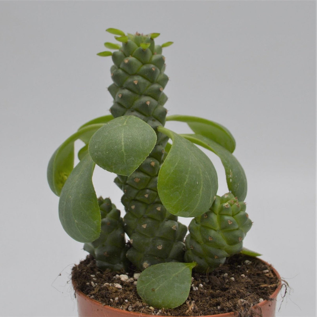 Euphorbia ritchiei - 12cm