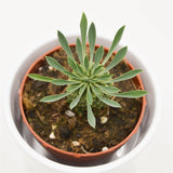 Euphorbia Sotetsu Kirin - 8.5cm