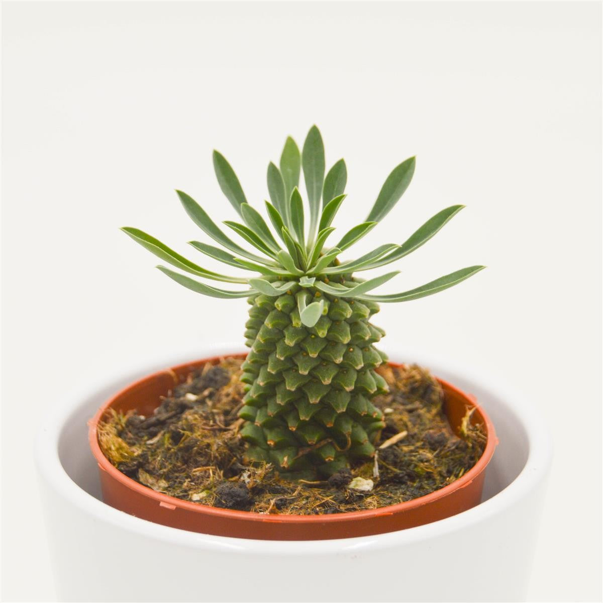 Euphorbia Sotetsu Kirin - 8.5cm