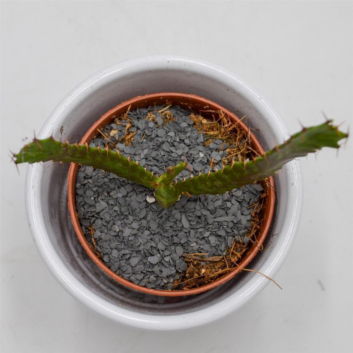 Euphorbia stellata - 5.5cm
